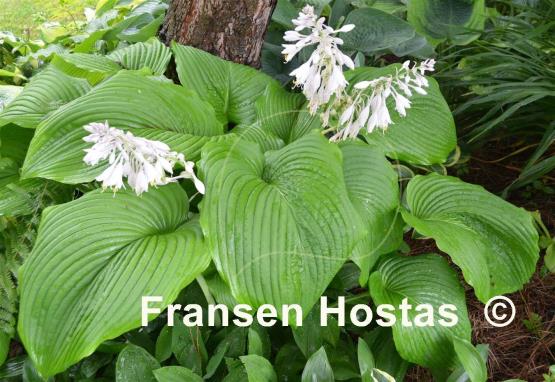 Hosta montana f. macrophylla